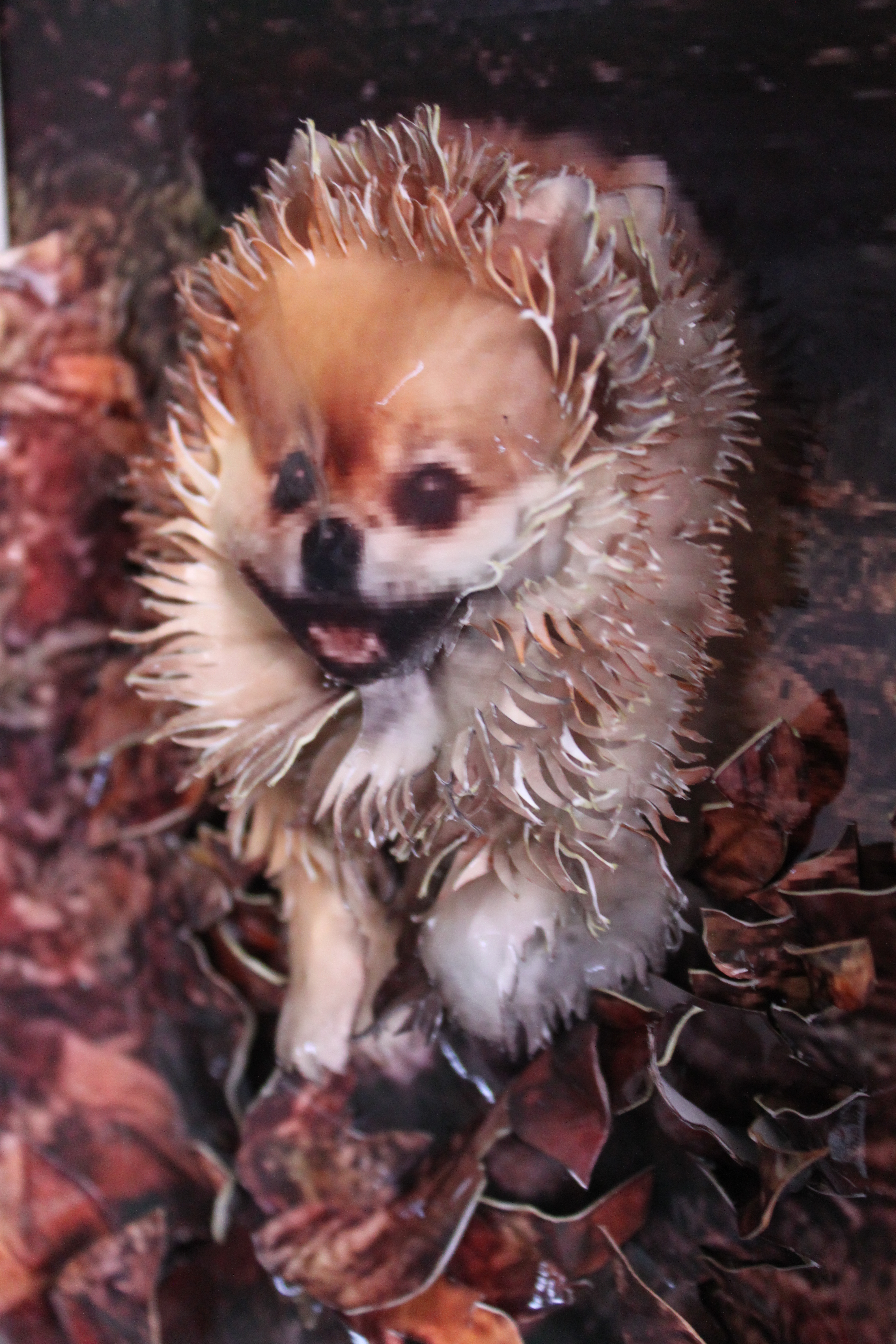 pomeranian